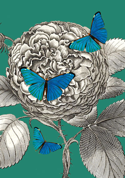 Poster farfalla turchese