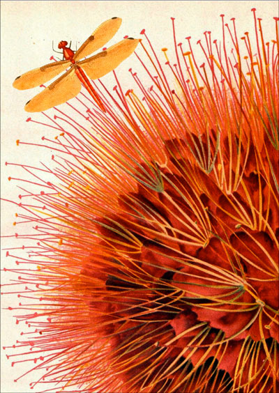 Poster soffio libellula